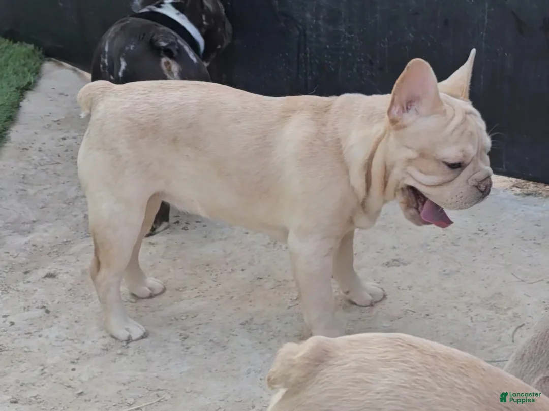 French Bulldog dogs for sale: French Bulldog Puppy 2 - Ad 27