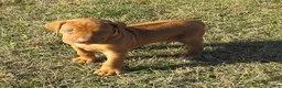 Rhodesian Ridgeback dogs for sale: Rhodesian Ridgeback Puppy 5 - Ad 1