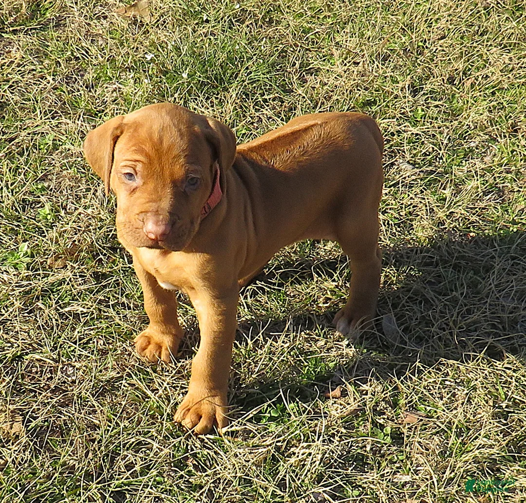 Rhodesian Ridgeback dogs for sale: Rhodesian Ridgeback Puppy 5 - Ad 1