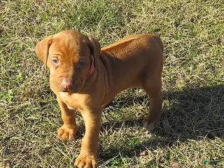 Rhodesian Ridgeback dogs Rhodesian Ridgeback Puppy 5 - Ad 3
