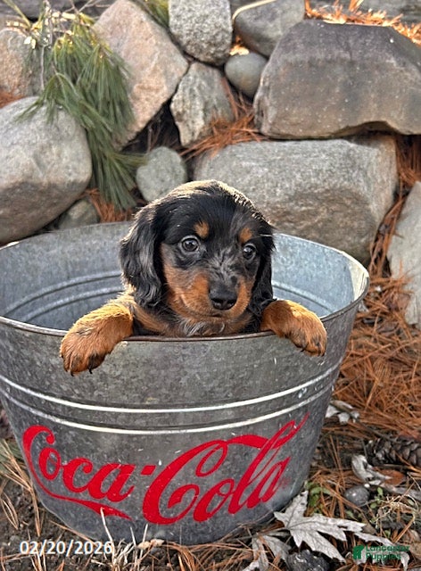 Miniature Dachshund dogs Otis - Ad 2