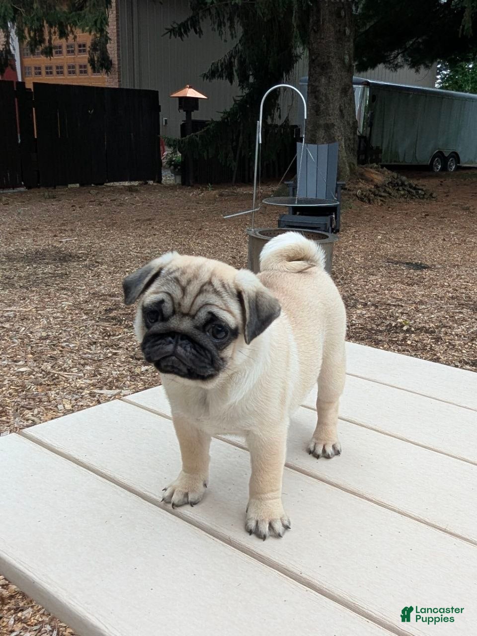 Pug dogs Charlotte - Ad 2