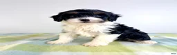 Bernedoodle dogs for sale: Trixie - Ad 4
