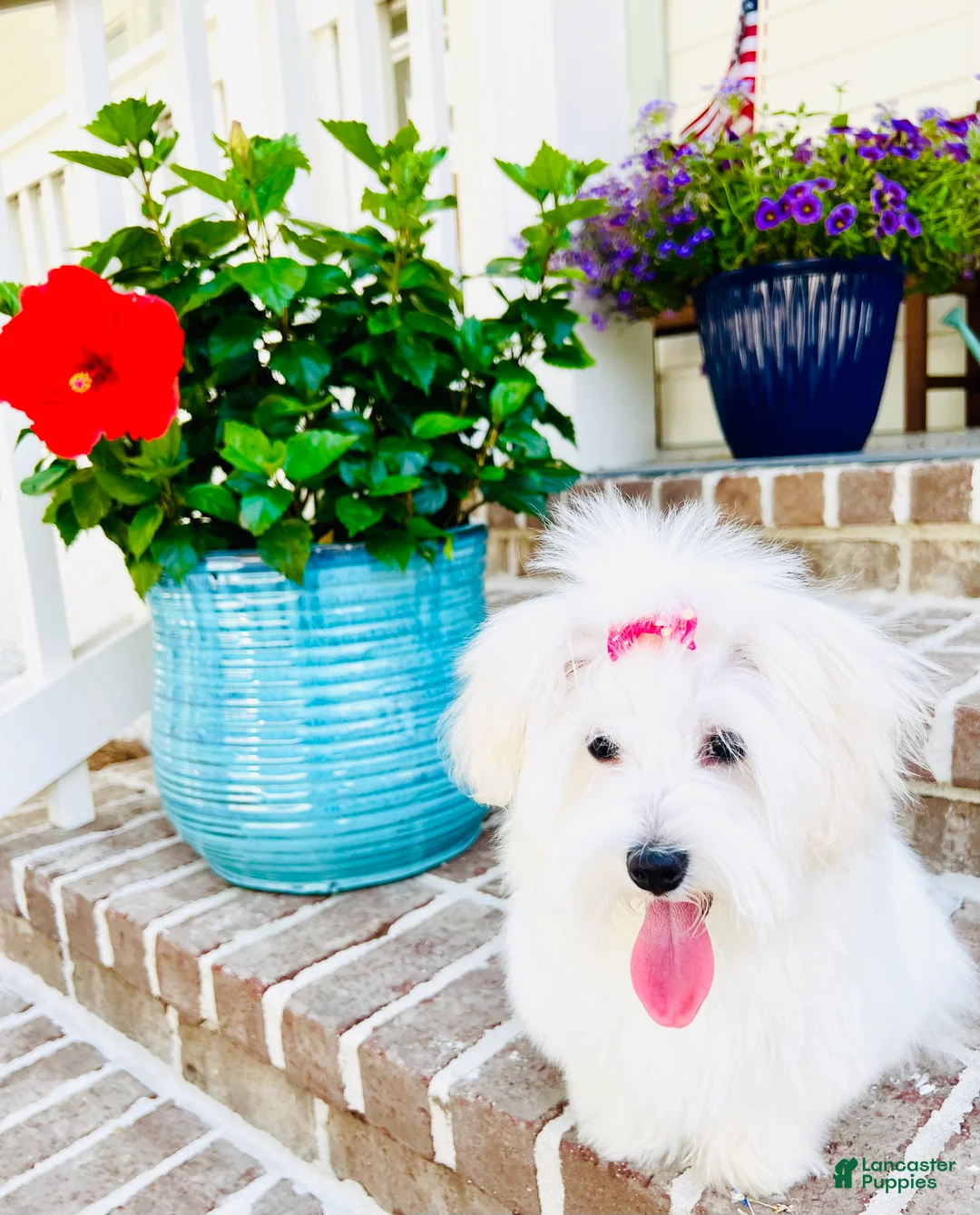 Coton De Tulear dogs for sale: Coton De Tulear Puppy  - Ad 2