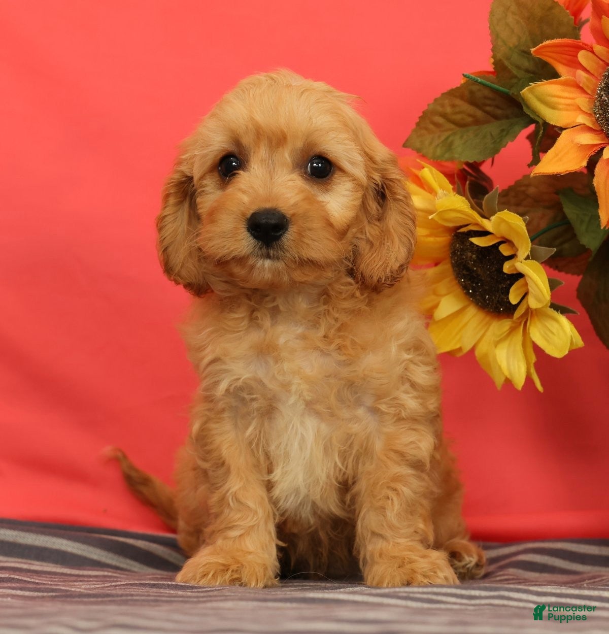 Cavapoo dogs Vinnie - Ad 1