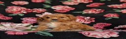Cavapoo dogs for sale: Nina - Ad 2