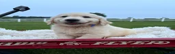 Golden Retriever dogs for sale: Gunner - Ad 9