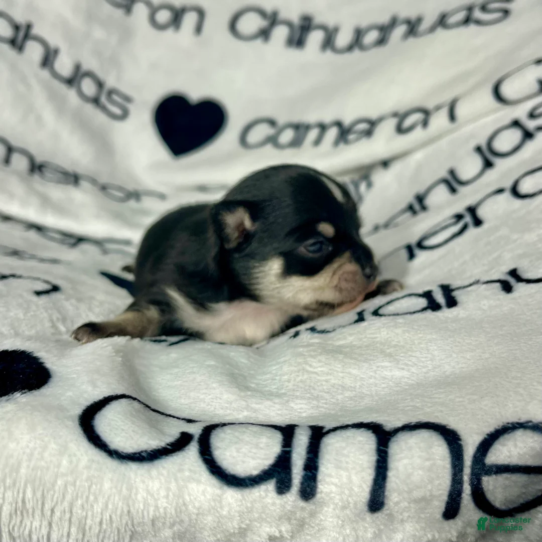 Chihuahua dogs for sale: Porter Tiny Short Coat - Ad 5