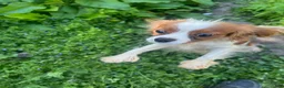 Cavalier King Charles Spaniel dogs for sale: Brittany  - Ad 5