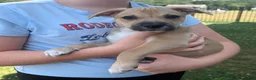 Mixed Breed dogs for sale: Tater Tot - Ad 3