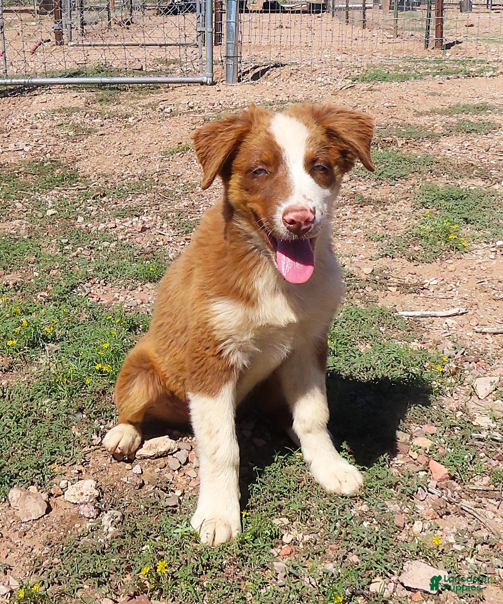 Australian Shepherd dogs Red tri male with blue eyes - Ad 2