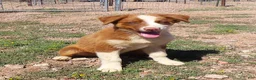 Australian Shepherd dogs for sale: Red tri male with blue eyes - Ad 2