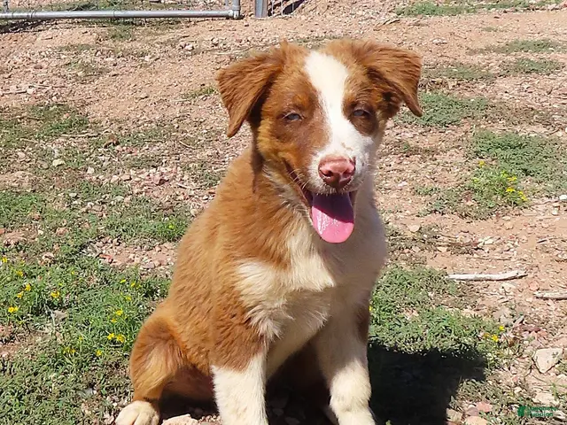 Australian Shepherd dogs Red tri male with blue eyes - Ad 2