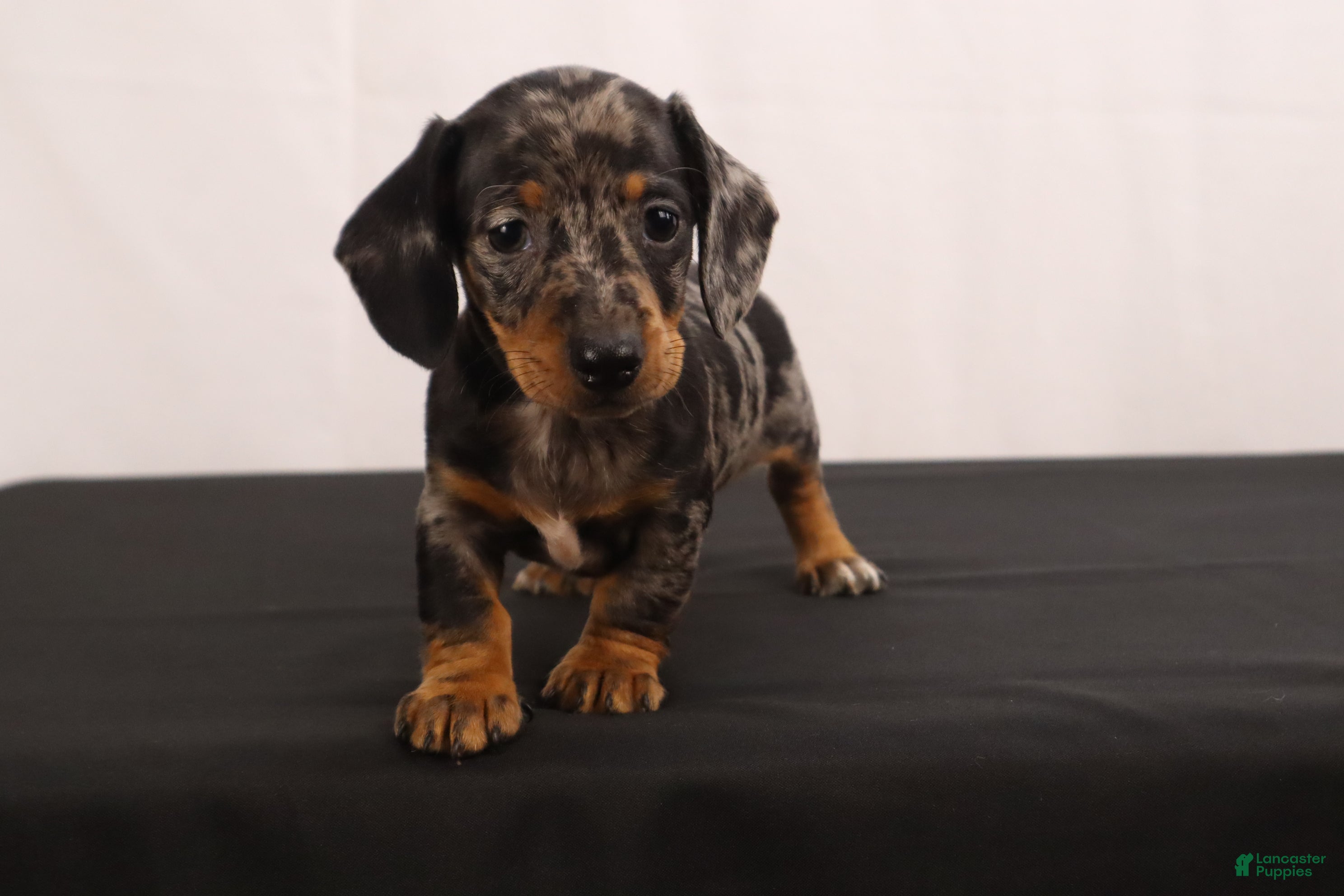 Dachshund dogs Lucus - Ad 1