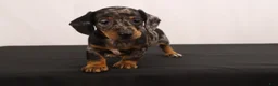 Dachshund dogs for sale: Fido - Ad 9