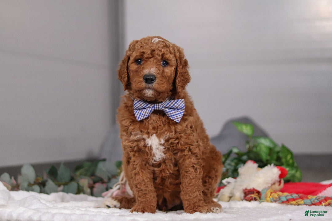 Standard Poodle dogs for sale: Luke - Ad 5