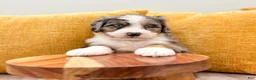 Mini Bernedoodle dogs for sale: Sara - Blue Eyes - Ad 5