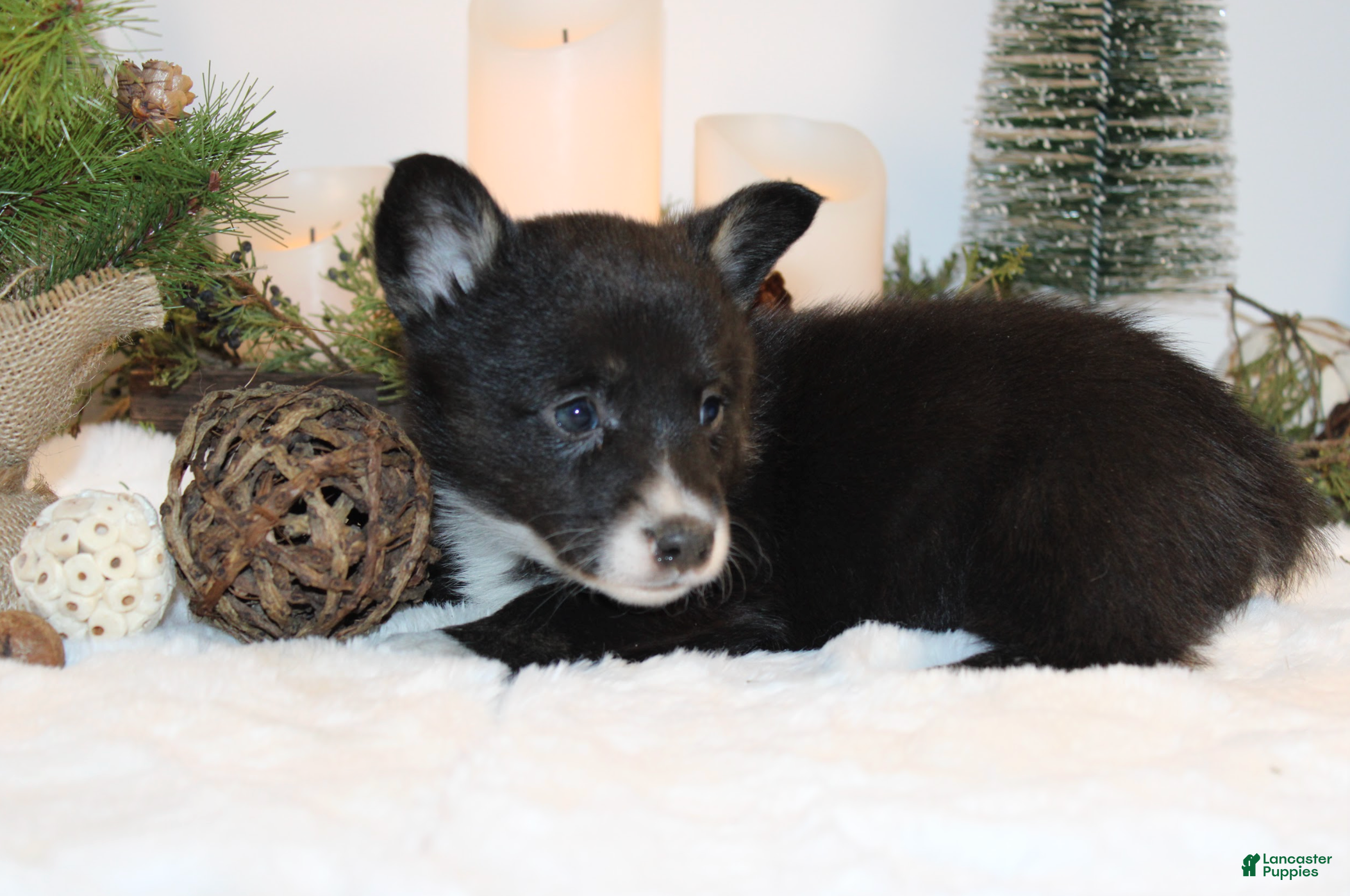 Welsh Corgi Pembroke dogs Connie - Ad 2