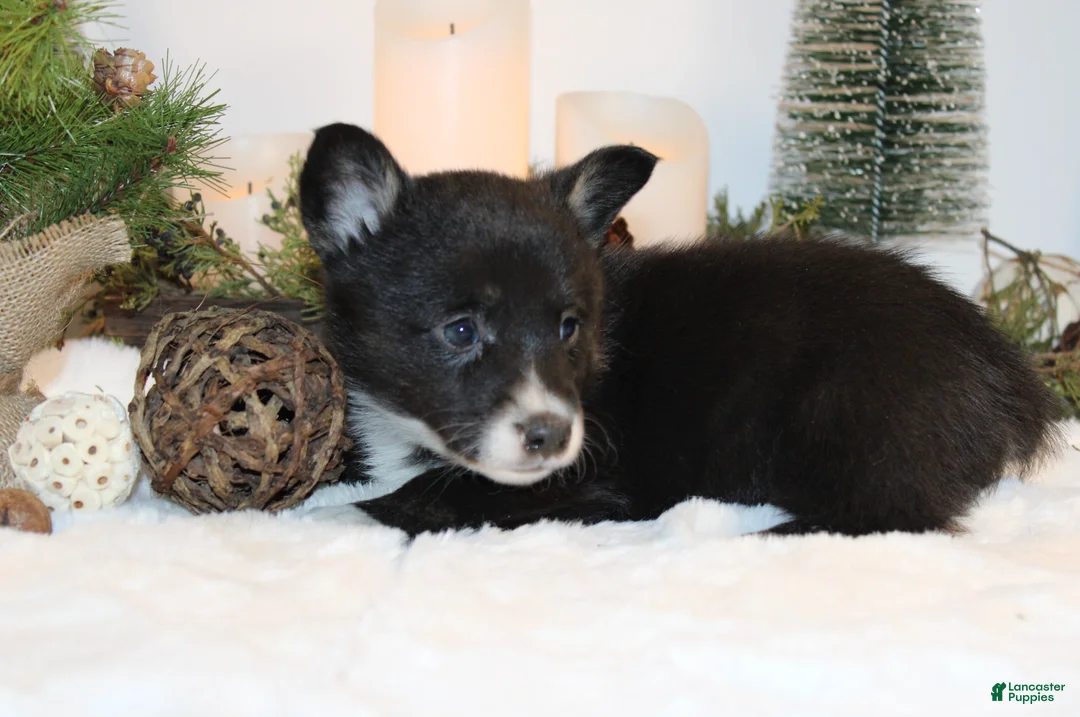 Welsh Corgi Pembroke dogs for sale: Connie - Ad 2