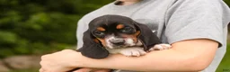 Basset Hound dogs for sale: Montgomery - Ad 8