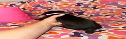 Cane Corso dogs for sale: Light Purple Collar Female - Ad 2