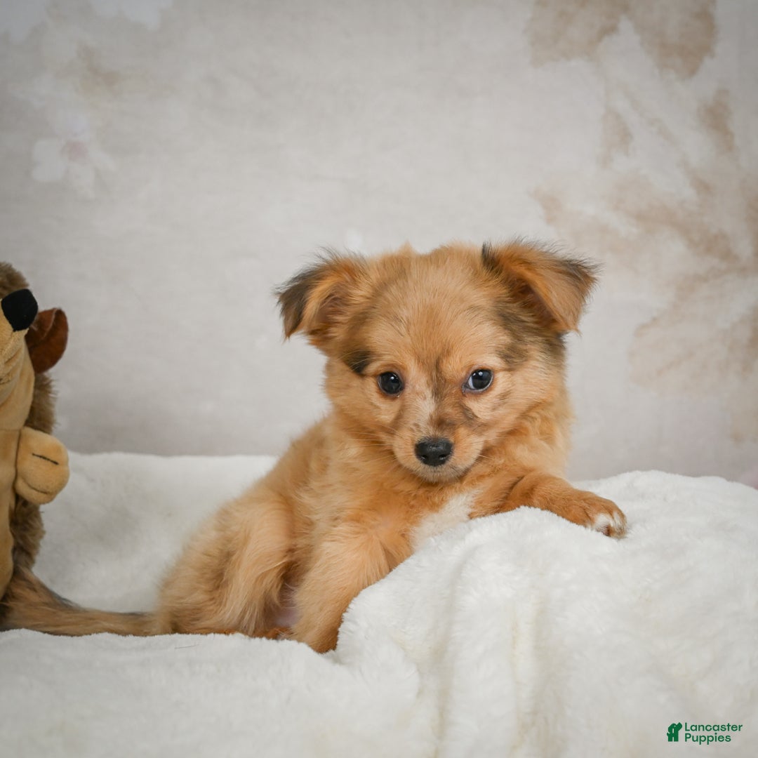 Chihuahua dogs for sale: Terry - Ad 8