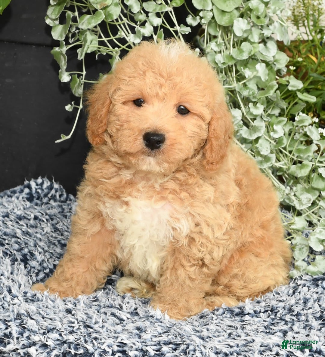Bichpoo dogs for sale: Shawn - Ad 8