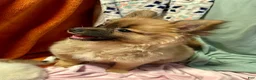 Mixed Breed dogs for sale: Rosebud - Ad 8