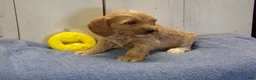 Cockapoo dogs for sale: Barry - Ad 5