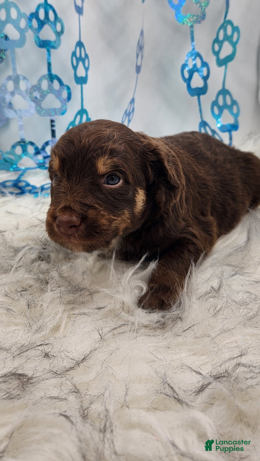 Mini Aussiedoodle dogs for sale: Mini Aussiedoodle Puppy 1 - Ad 3