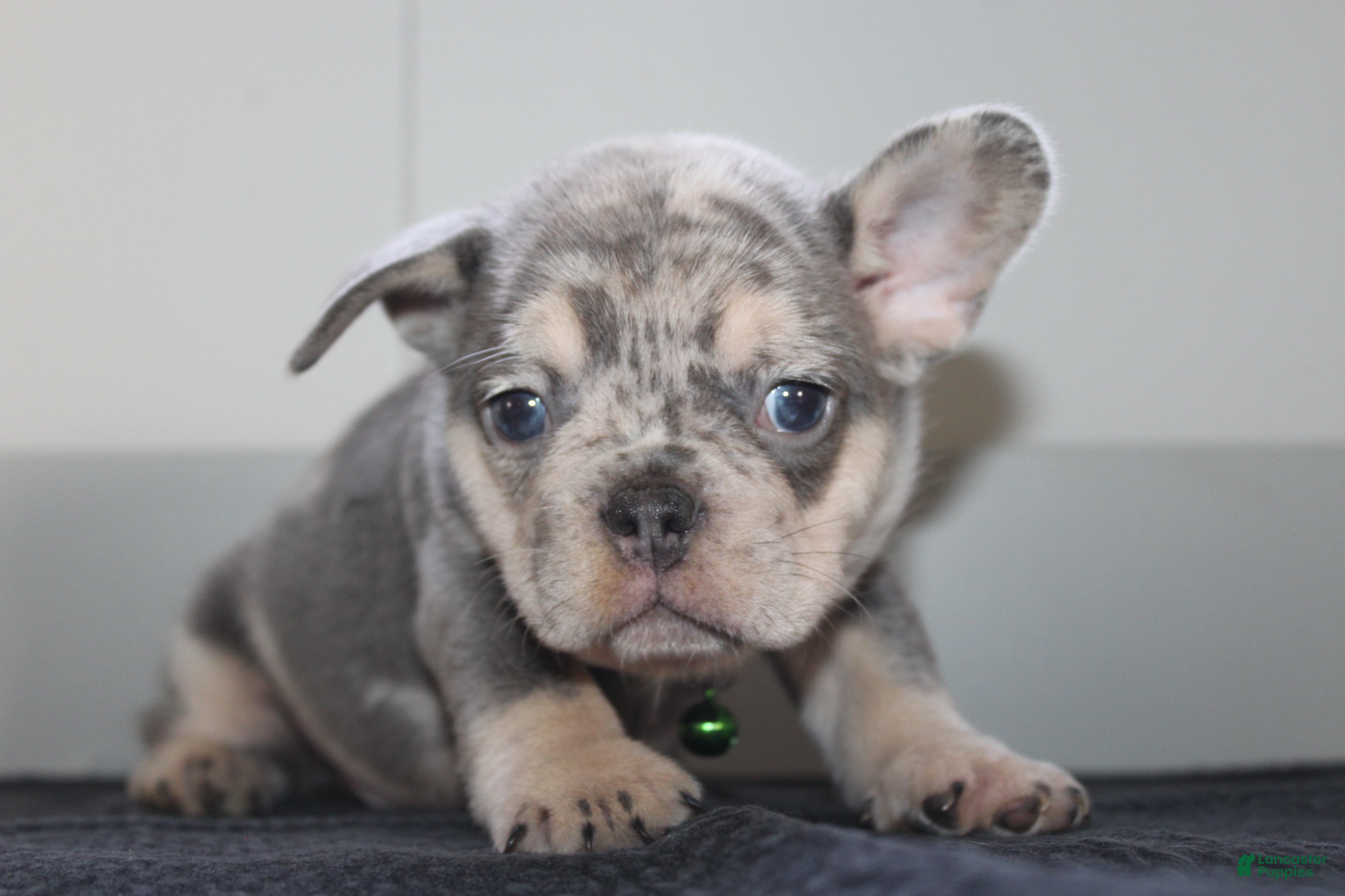 French Bulldog dogs for sale: AKC Max - Ad 2