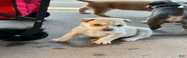Pitsky female 7