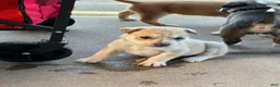 Mixed Breed dogs for sale: Pitsky female 7 - Ad 1