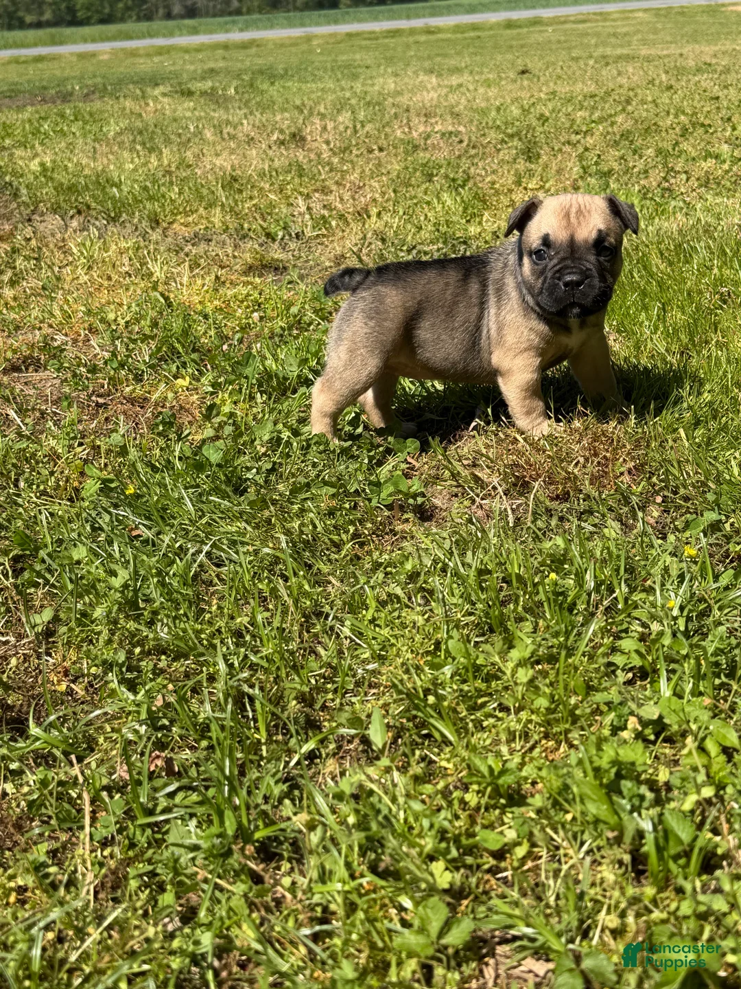Mixed Breed dogs for sale: Zara - Ad 1