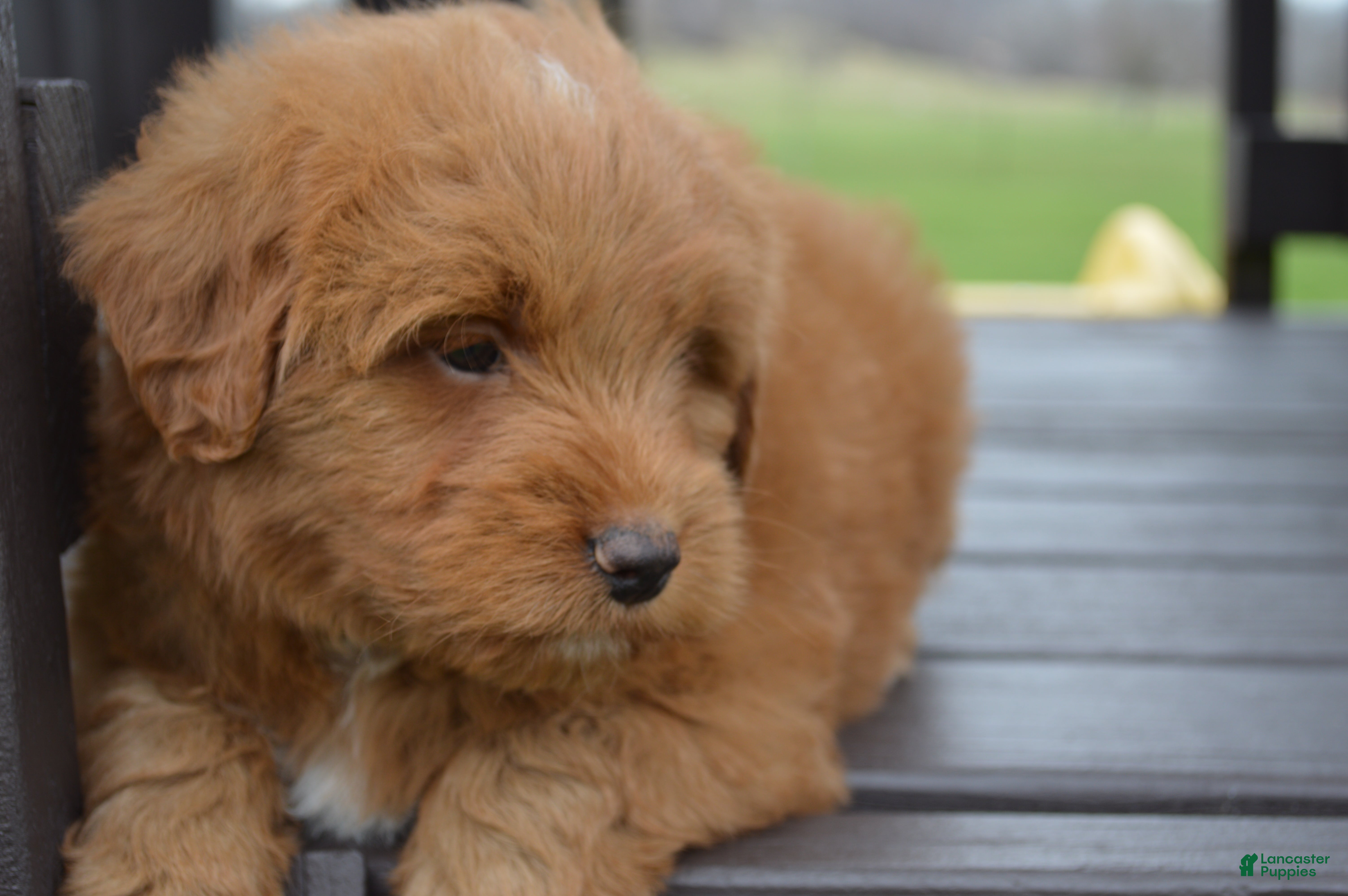 Mini Goldendoodle dogs Shaq - Ad 2