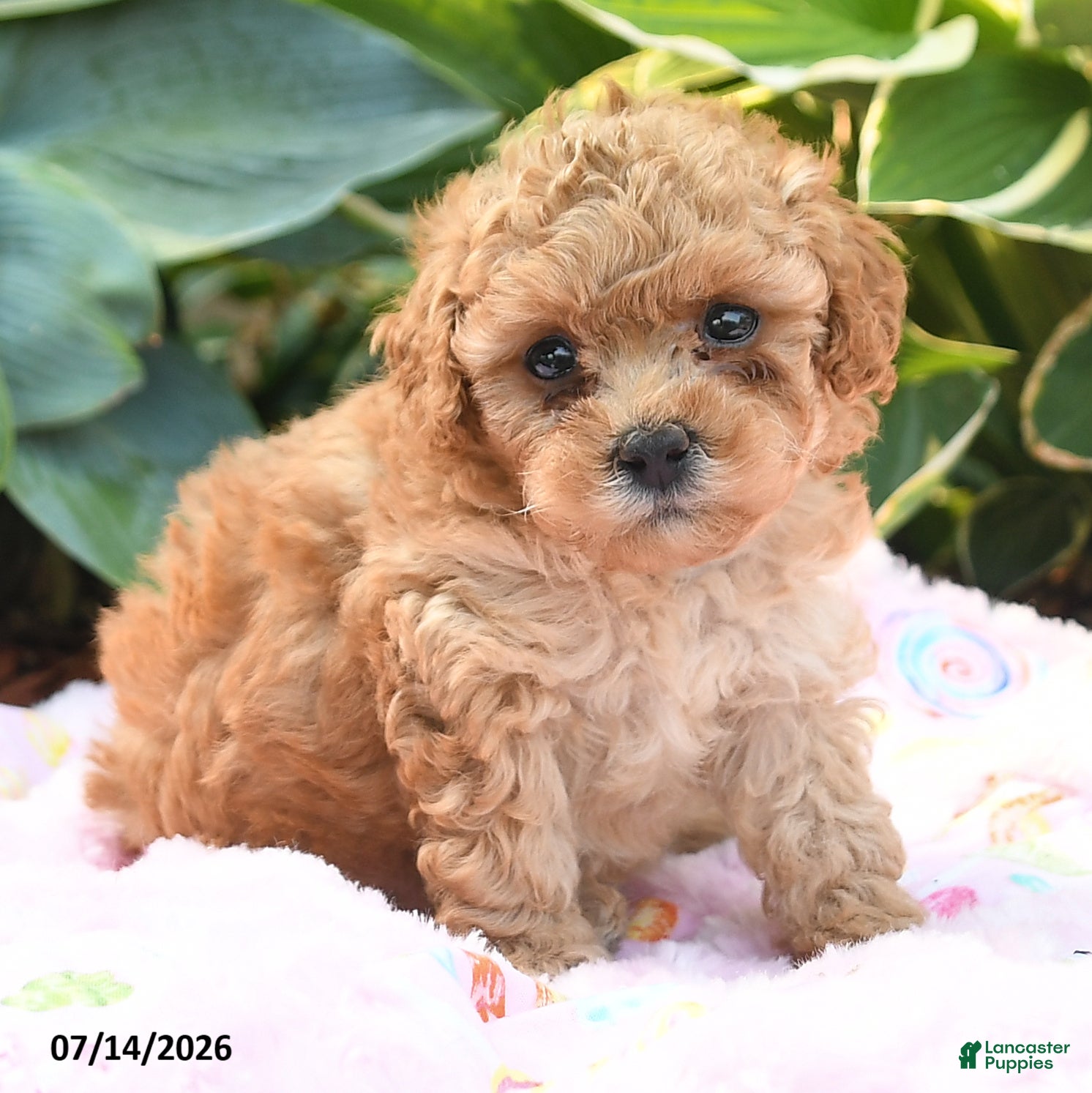 Cockapoo dogs Tiny Nina - Ad 2
