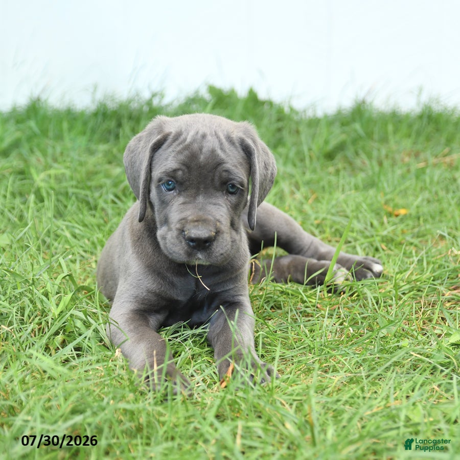 Cane Corso dogs Rodeo - Ad 2