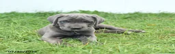 Cane Corso dogs for sale: Rodeo - Ad 11