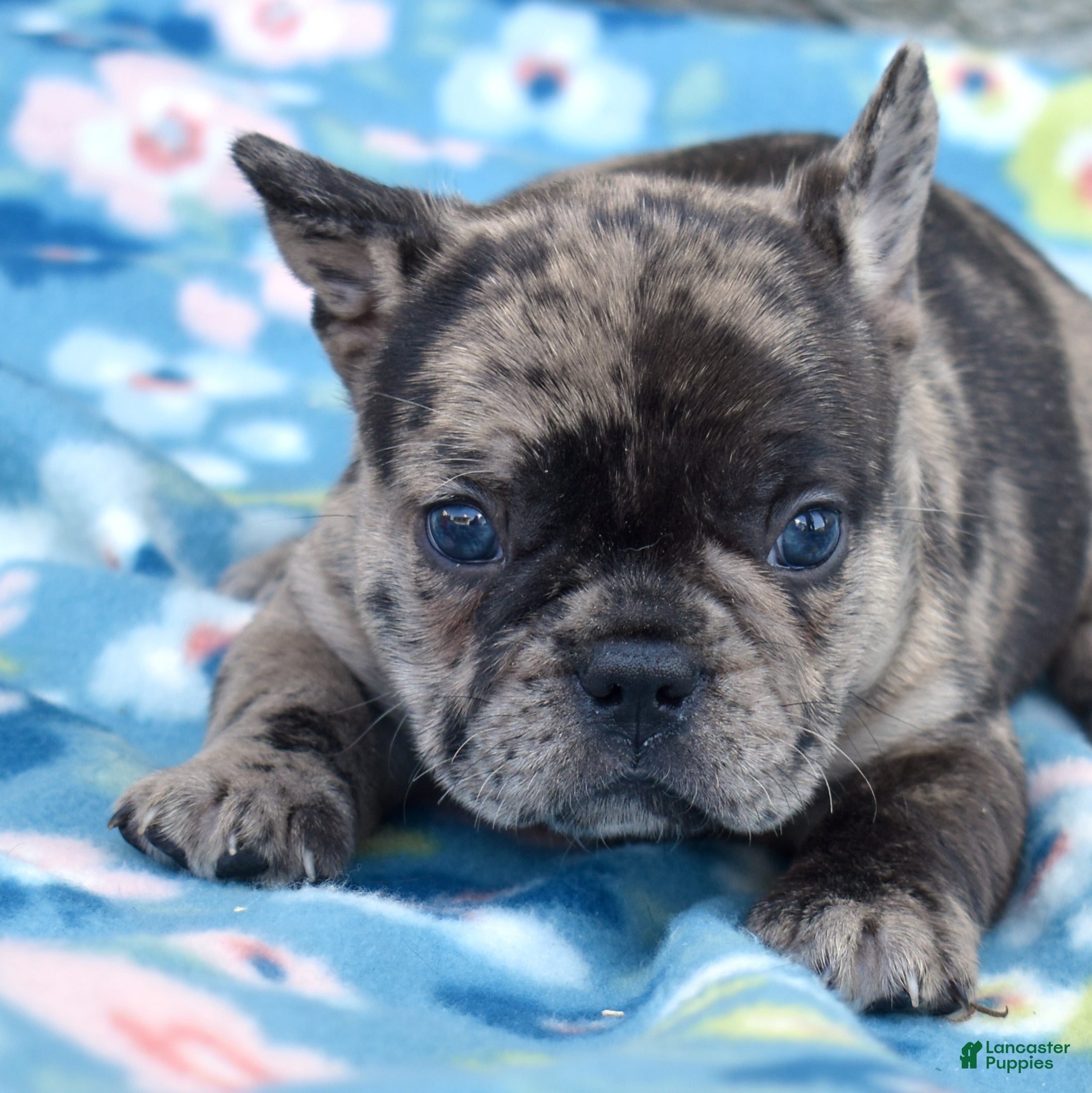 French Bulldog dogs Cove - Ad 1