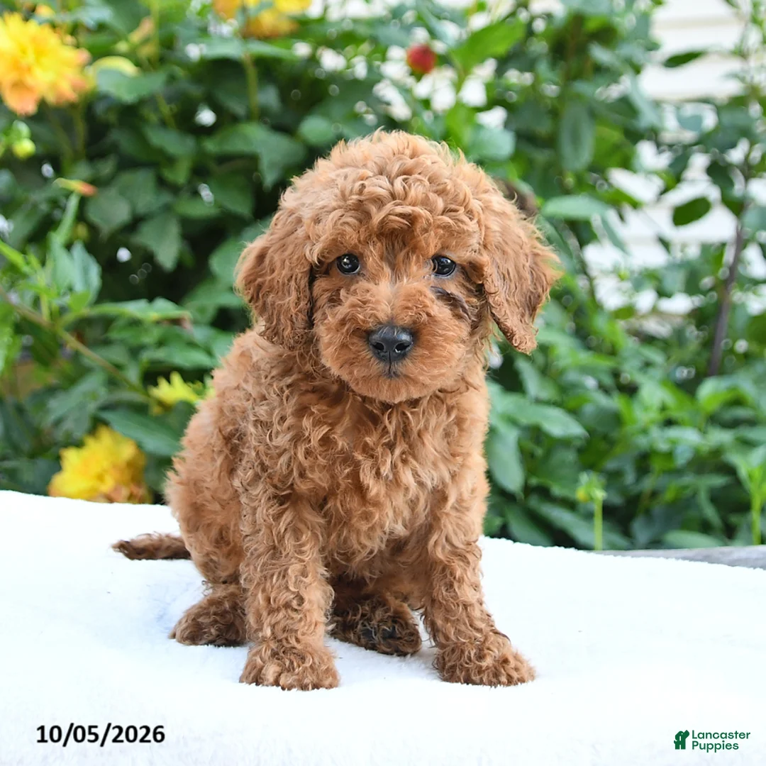 Mini Goldendoodle dogs for sale: Lester - Ad 8