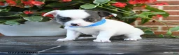 Chihuahua dogs for sale: Dash - Ad 4