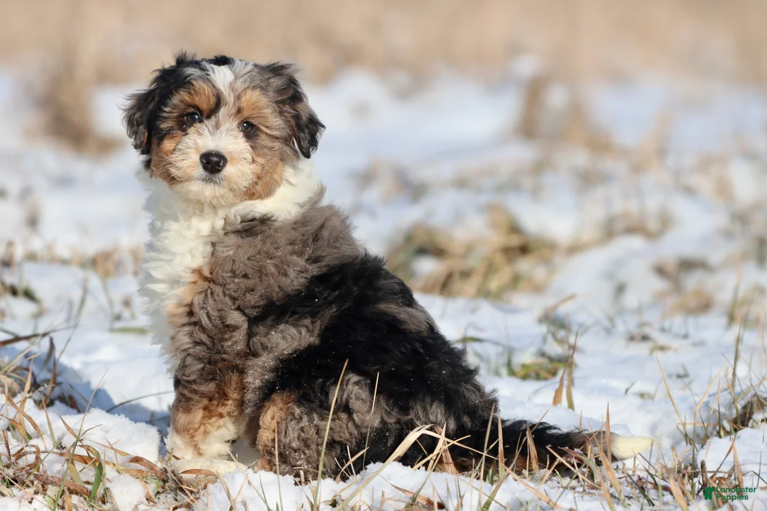 Mini Aussiedoodle dogs for sale: Iced Slushy  - Ad 3