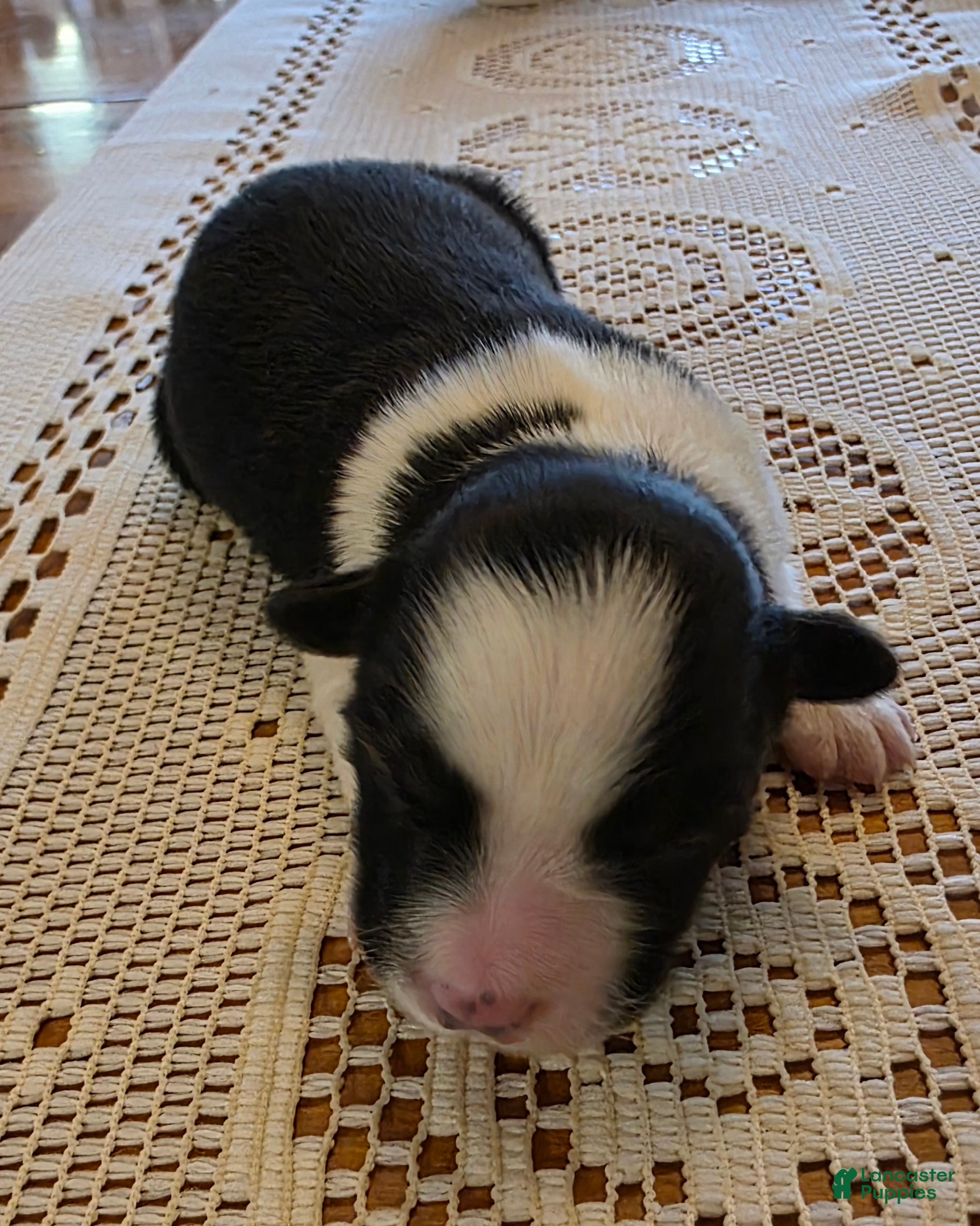 Border Collie dogs Border Collie Puppy 3 - Ad 9