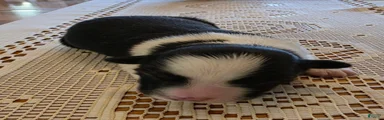 Border Collie Puppy 3
