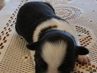 Border Collie dogs Border Collie Puppy 3 - Ad 9