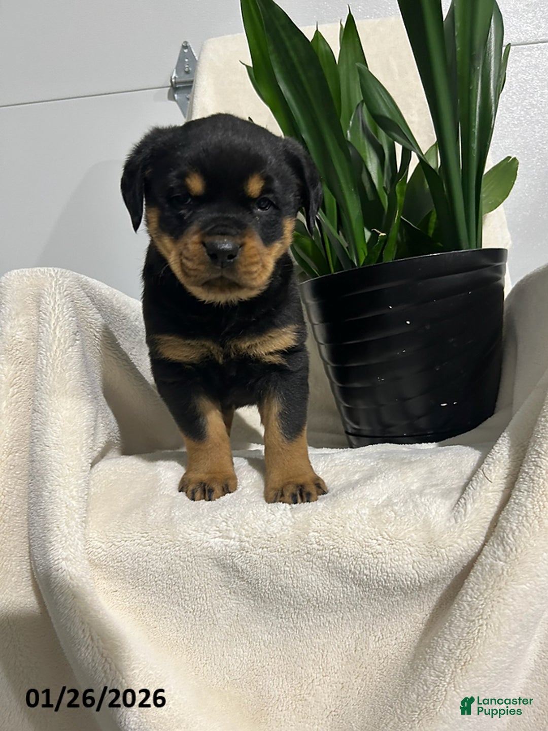 Rottweiler dogs for sale: Lucy - Ad 4