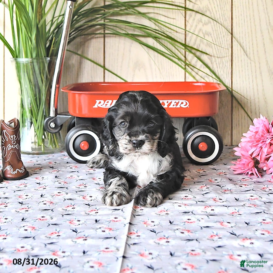 Cocker Spaniel dogs Tanisha - Ad 2