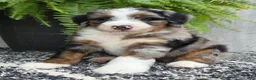 Mini Bernedoodle dogs for sale: Mini Tank - Ad 12
