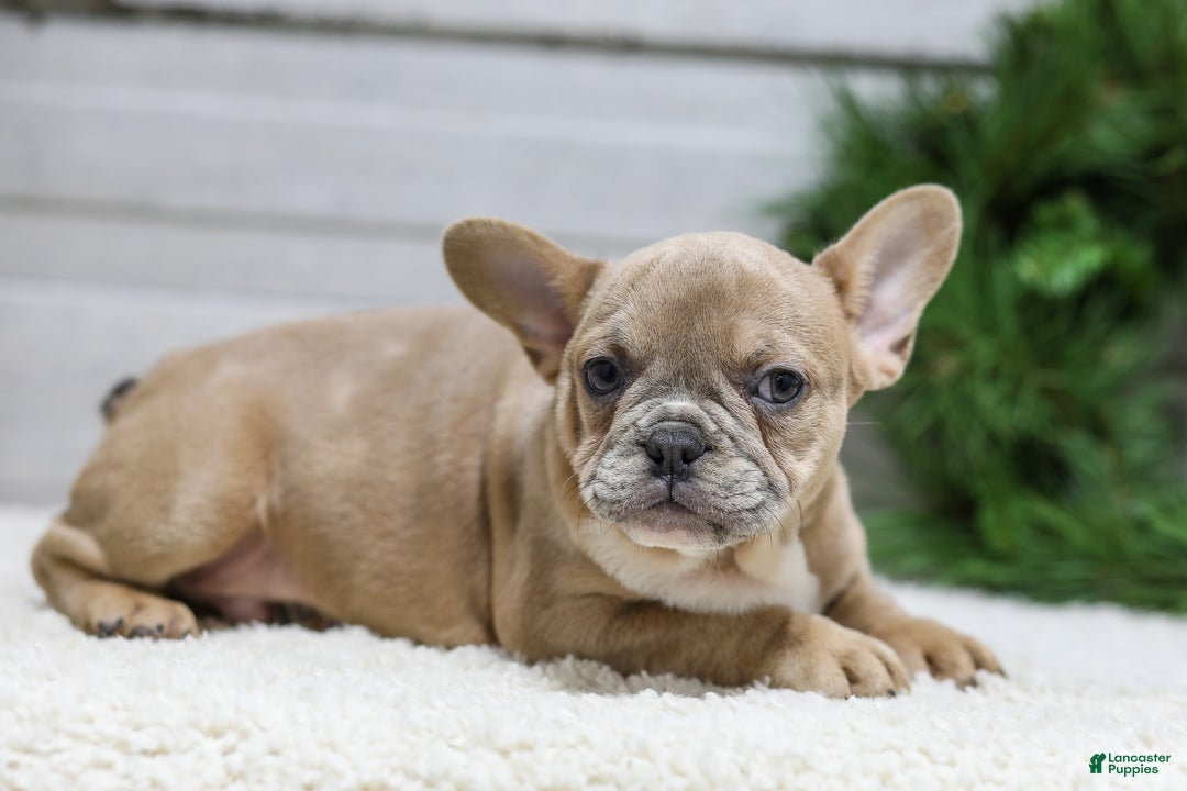 French Bulldog dogs for sale: Carter - Ad 8