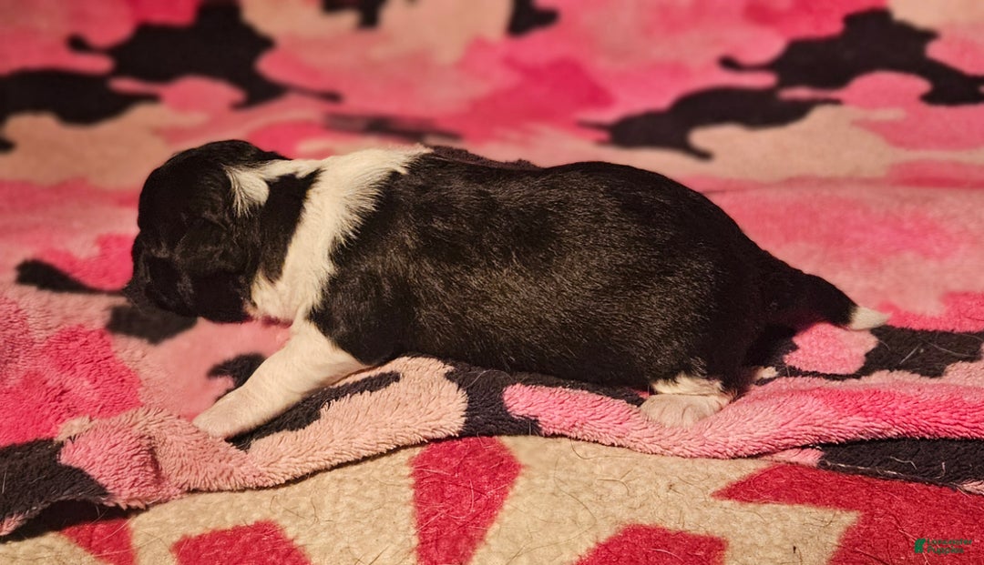 Chihuahua dogs for sale: Cindy - Ad 5